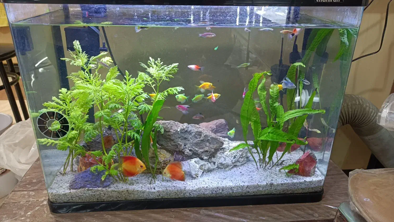 ماهی نمو یزد..آب شیرین|ماهی|یزد, |دیوار