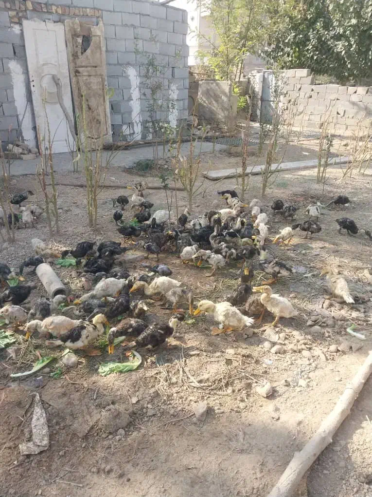 فروش اردک محلی|حیوانات مزرعه|ری, فیروزآباد|دیوار