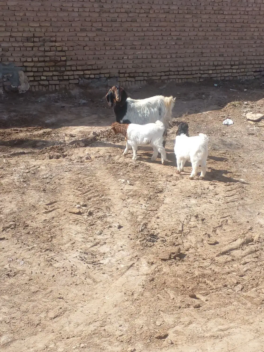 بز جملی|حیوانات مزرعه|تربت جام, کشتارگاه|دیوار