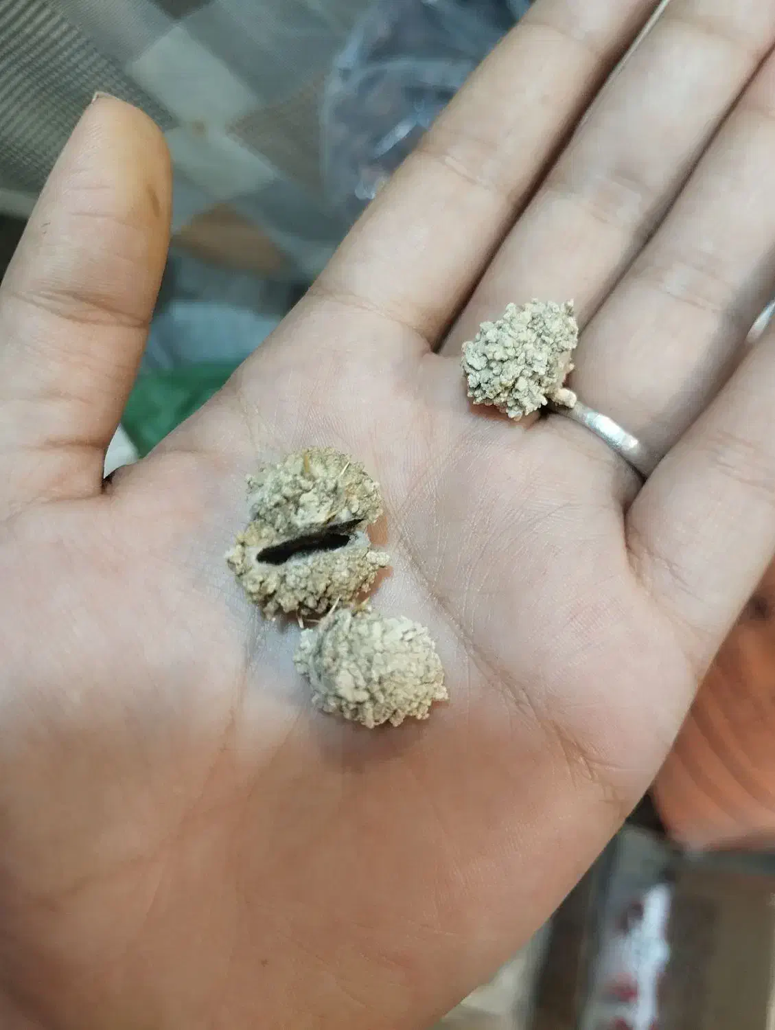 بابونه آویشن و آویشن و گل محمدی|آرایشی، بهداشتی، درمانی|برازجان, |دیوار