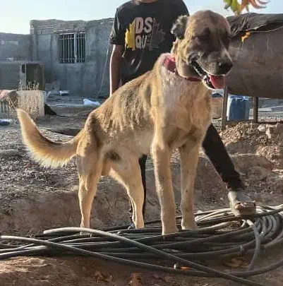 سگ سرابی|سگ|کرمان, |دیوار