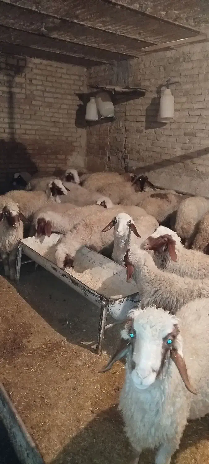 بره نر|حیوانات مزرعه|سرپل ذهاب, |دیوار