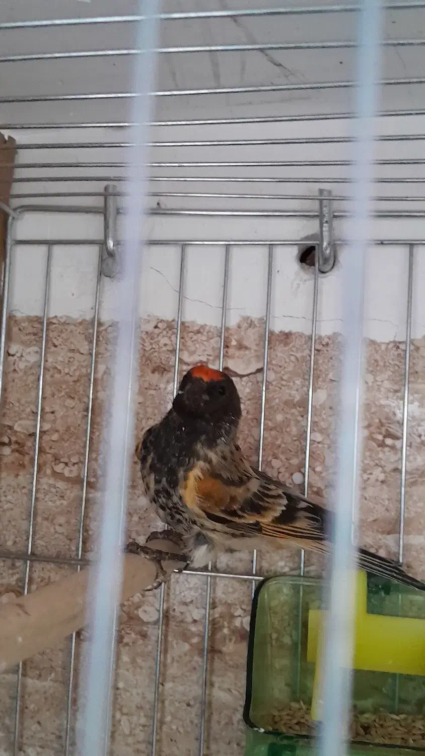 گلبسر نر مست مست جفتیه قناری|پرنده|ساوه, |دیوار