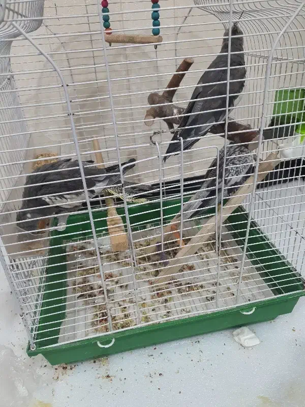 عروس هلندی|پرنده|قشم, |دیوار