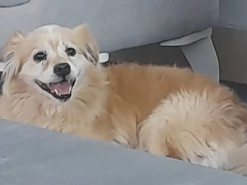 *سگ* پامر*|سگ|یزد, |دیوار