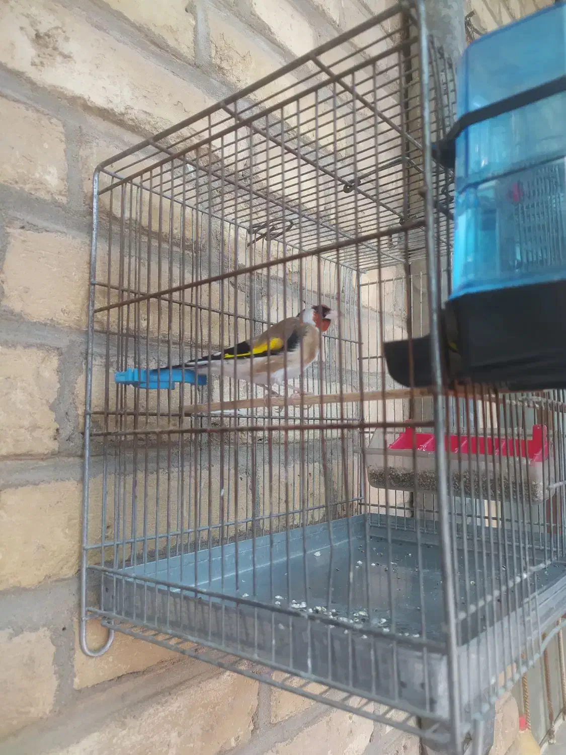 سیره|پرنده|اندیمشک, |دیوار