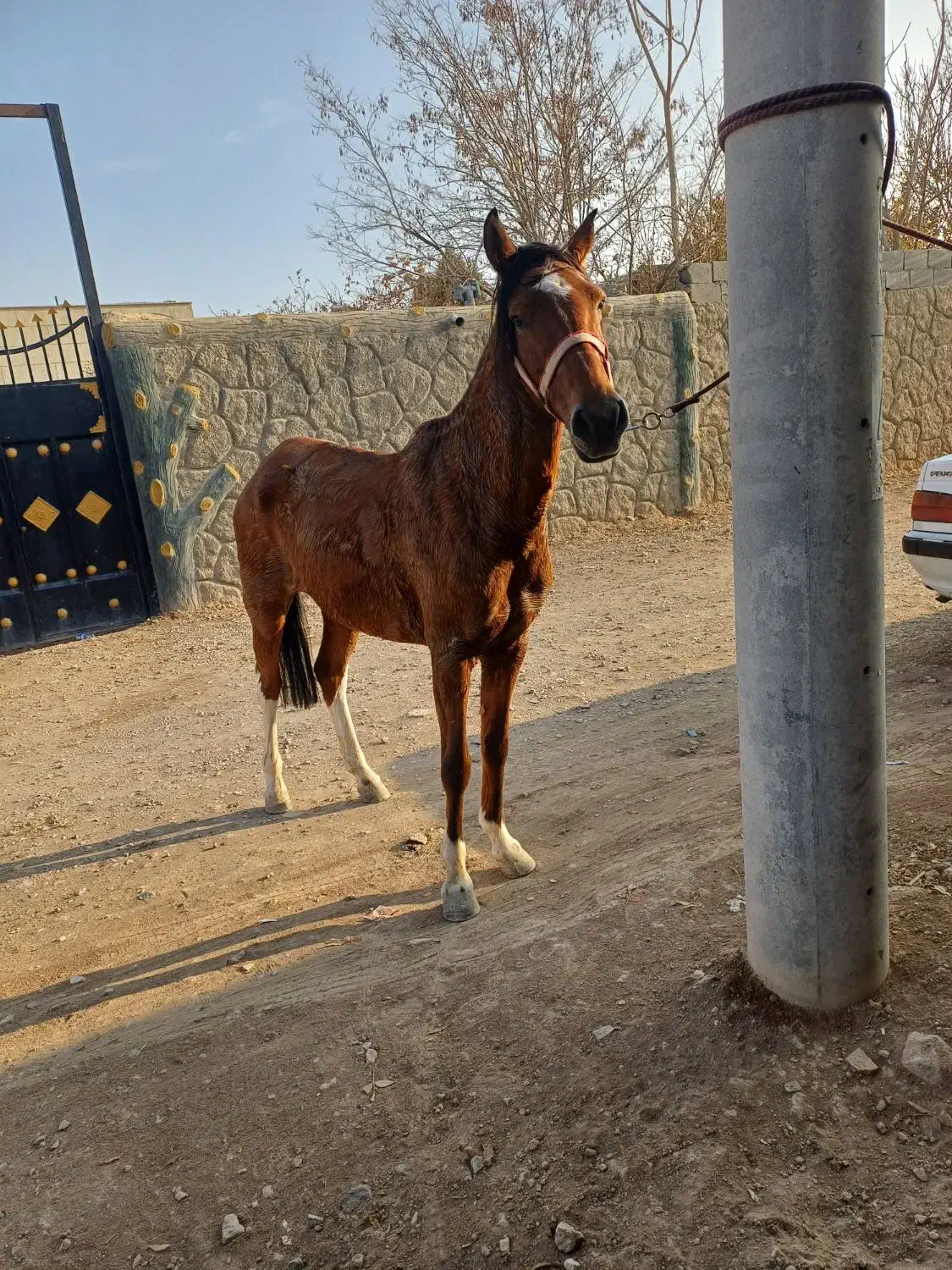 مادیون ۶ سال سواری|اسب و تجهیزات اسبسواری|اصفهان, ارغوانیه|دیوار