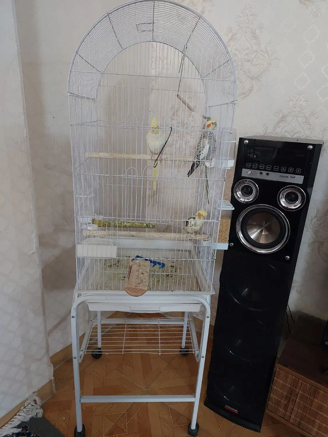 عروس هلندی با قفس|پرنده|تفت, |دیوار