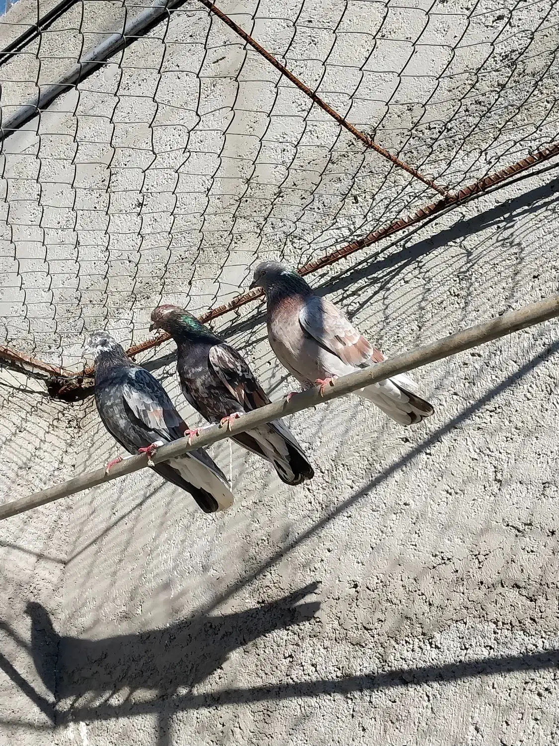 کبوتر|پرنده|سرعین, |دیوار