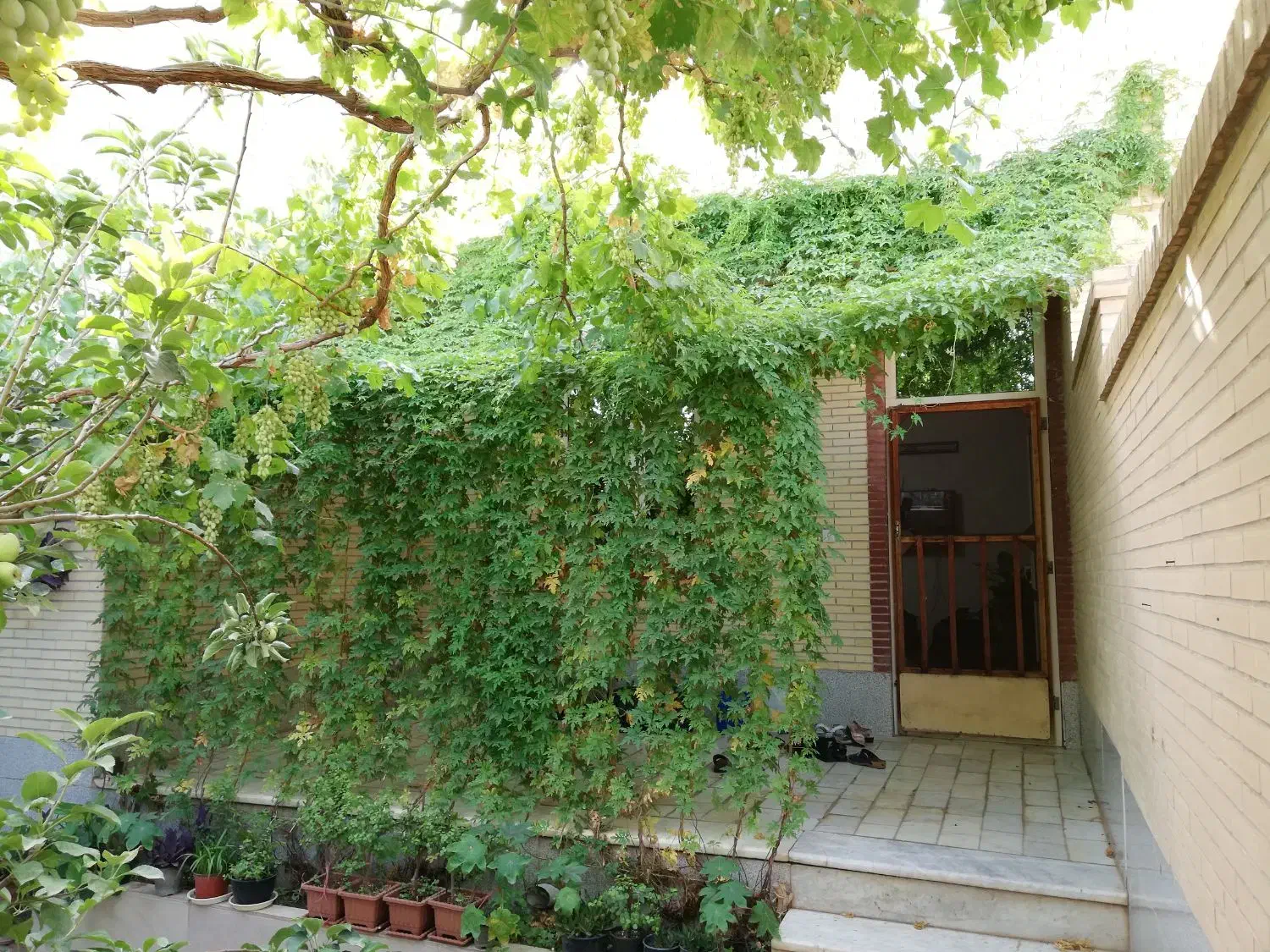 بذر گل رونده و گل|گل و گیاه طبیعی|مهریز, |دیوار