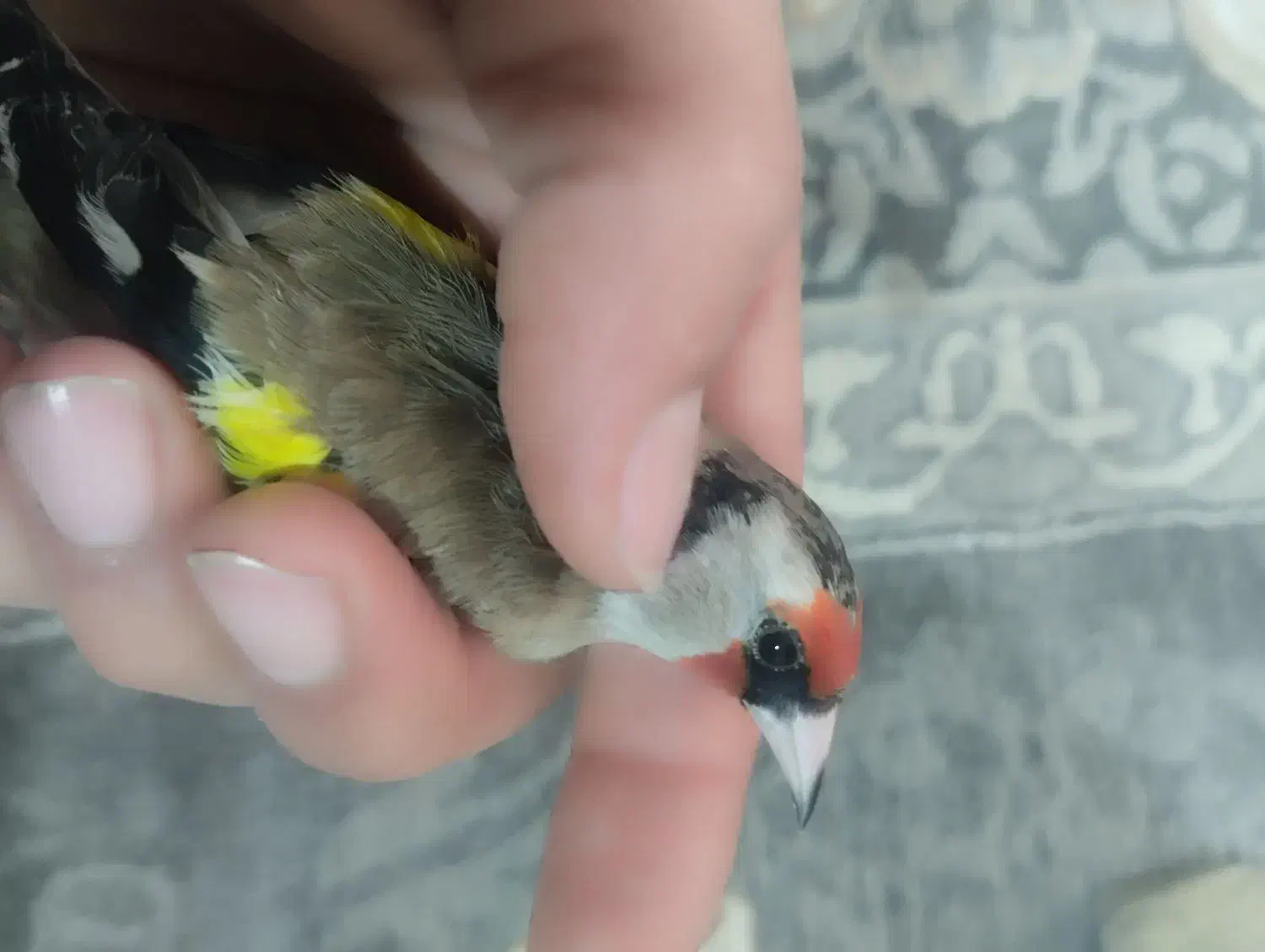 سهره داغسر و کرمونی ورسمی در خدمتم|پرنده|زیرآب, |دیوار