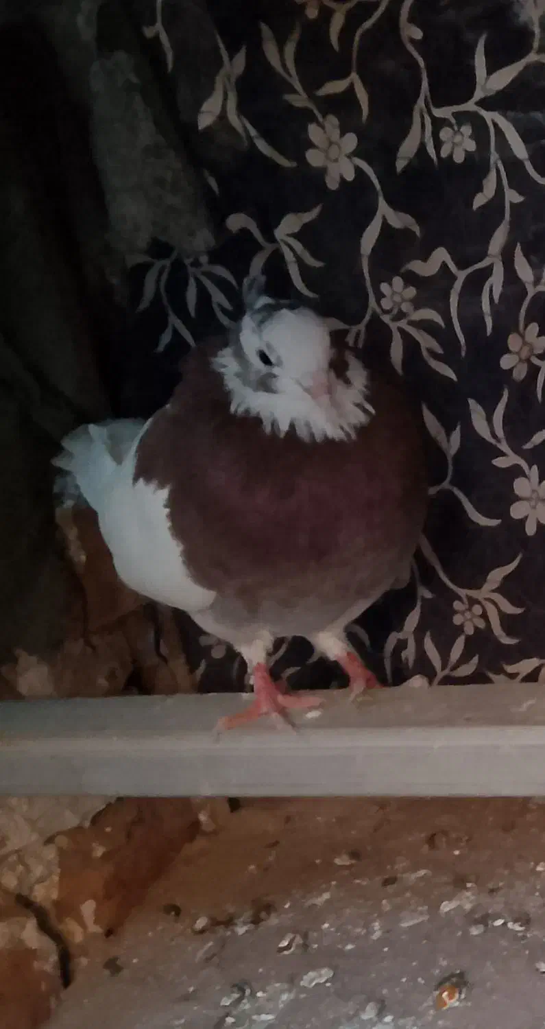 کبوتر طوق|پرنده|آیسک, |دیوار