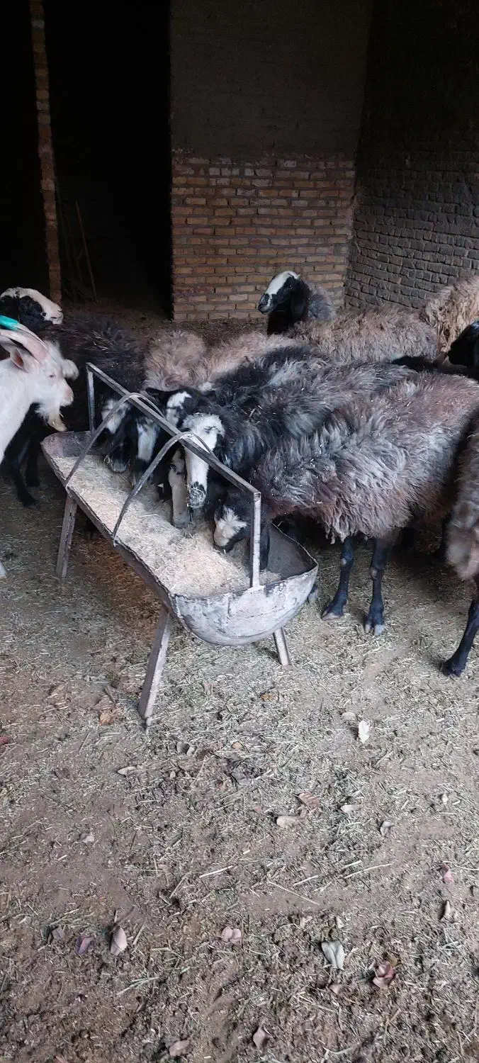 میش شال آبستن|حیوانات مزرعه|اردکان, |دیوار