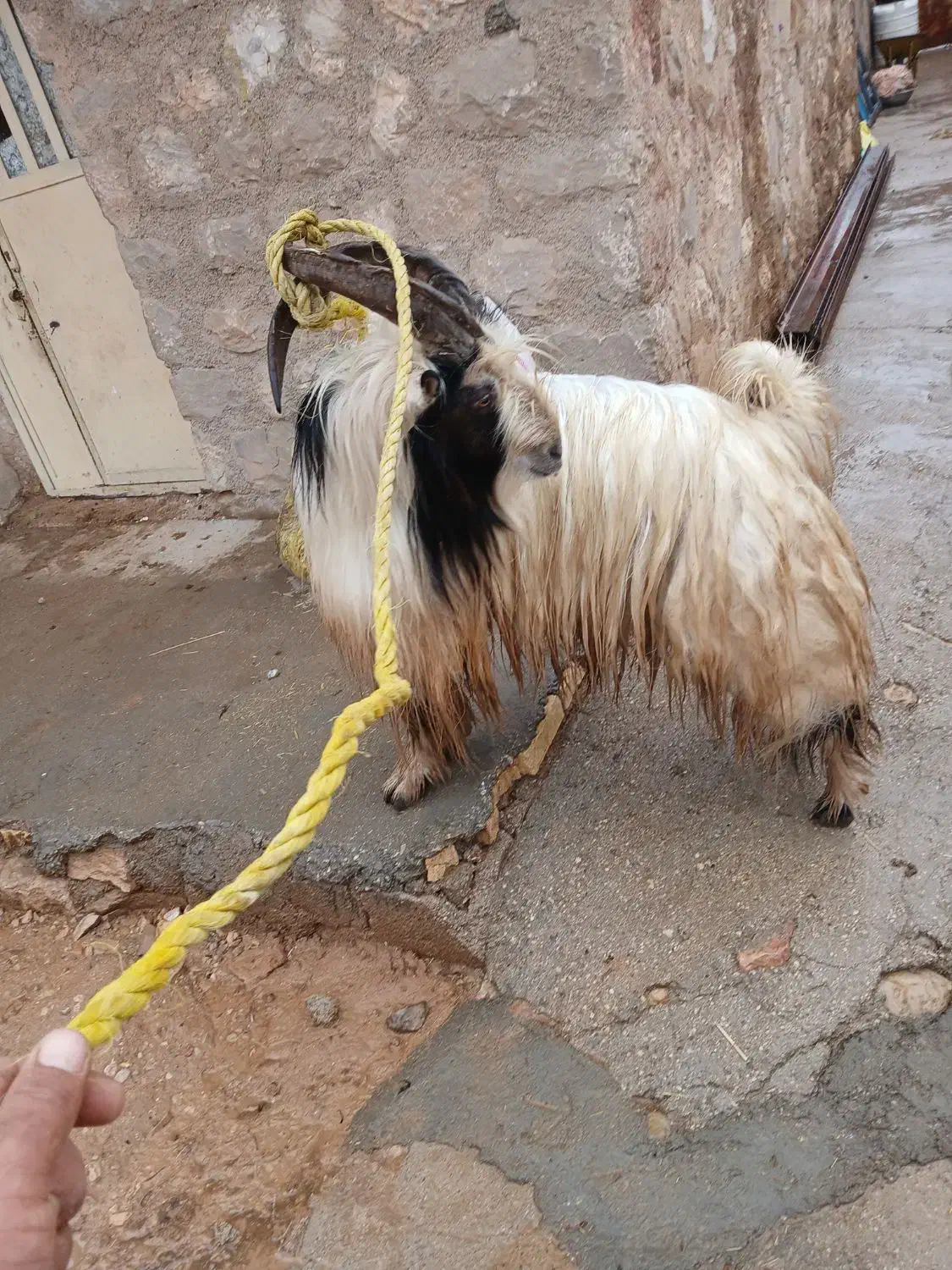 دوبر|حیوانات مزرعه|اندیکا, |دیوار