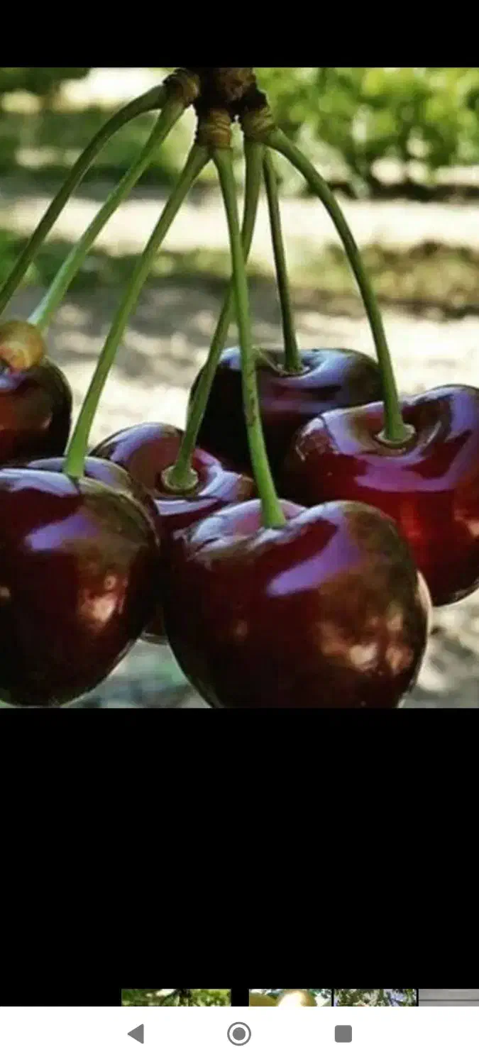 فروش فوری  باغ .دوجیریب ونیم طرح همت اباد هوره|فروش دفتر صنعتی، کشاورزی، تجاری|زاینده رود, |دیوار