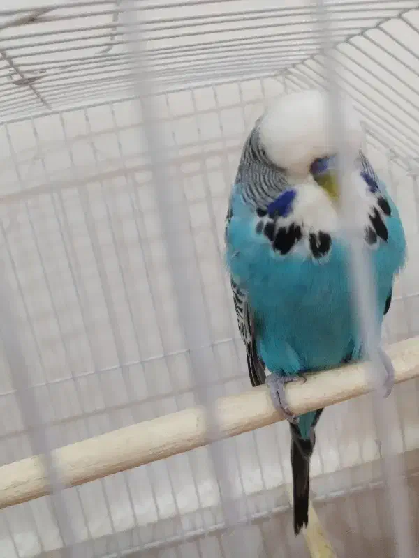 مرغ عشق انگلیسی گرید A|پرنده|آبادان, |دیوار