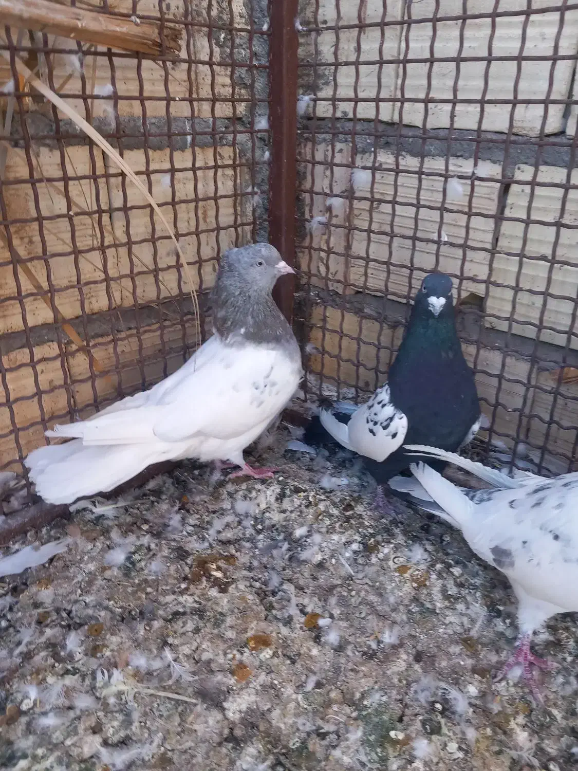 کفتر|پرنده|بم, |دیوار