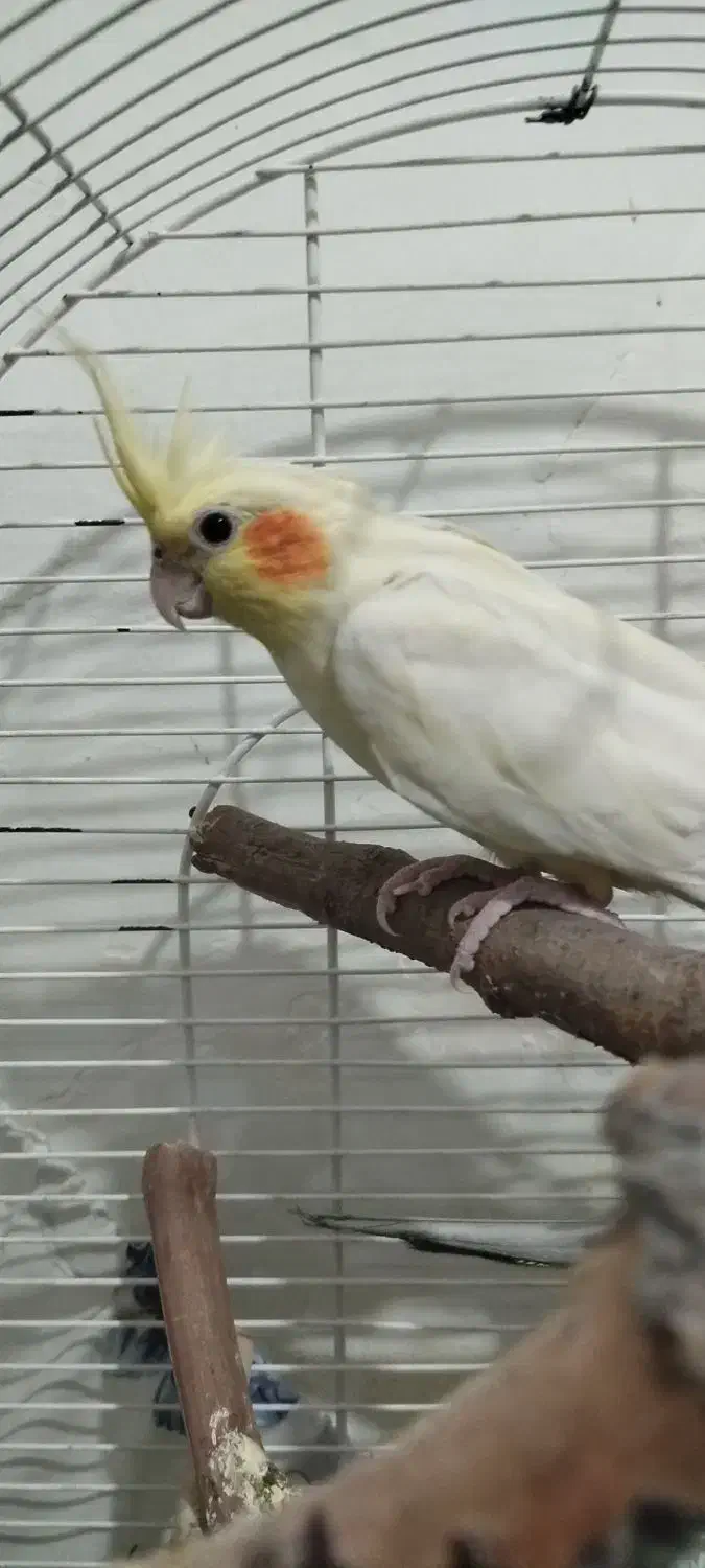 عروس هلندی|پرنده|اقبالیه, |دیوار