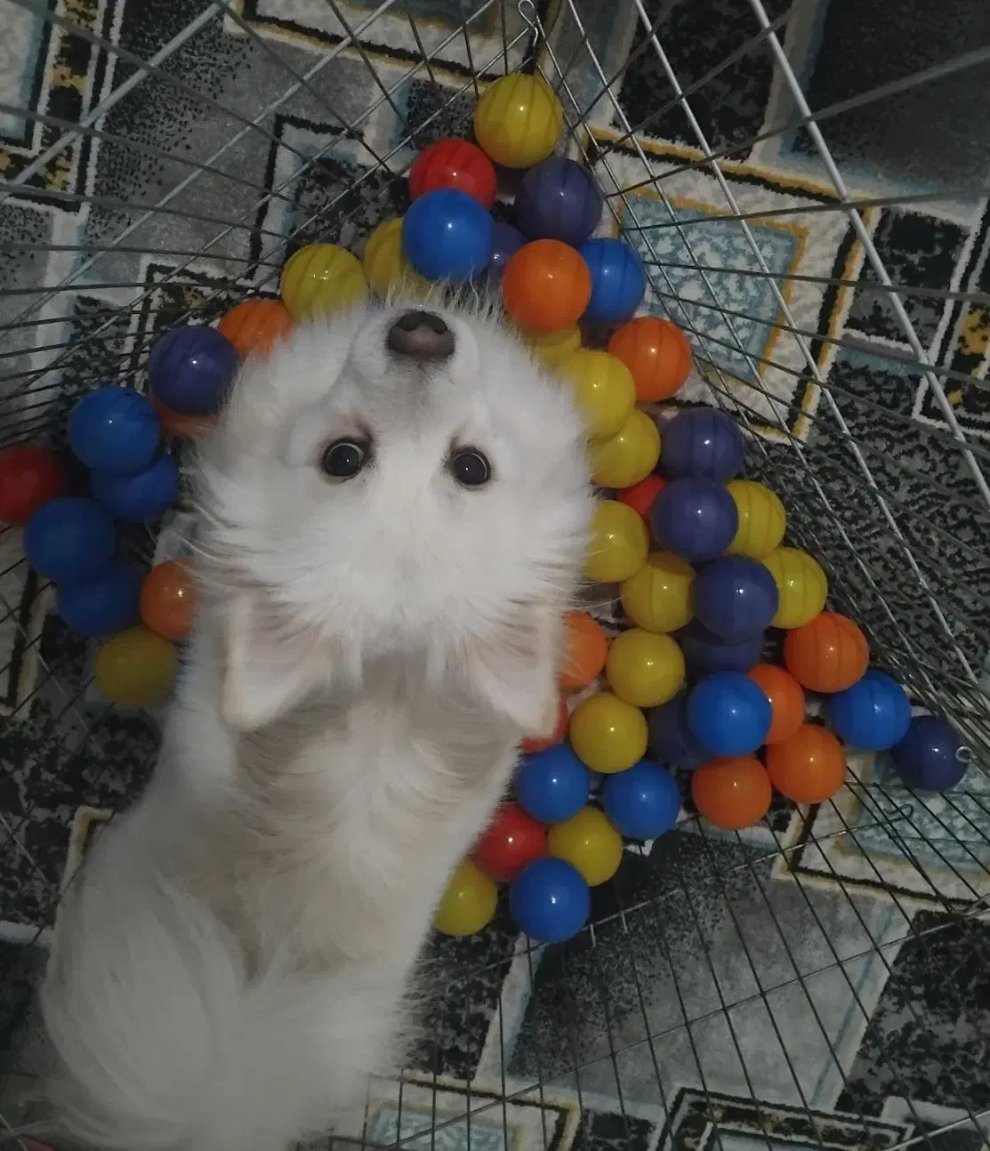 سگ پامر روباهی|سگ|جم, |دیوار