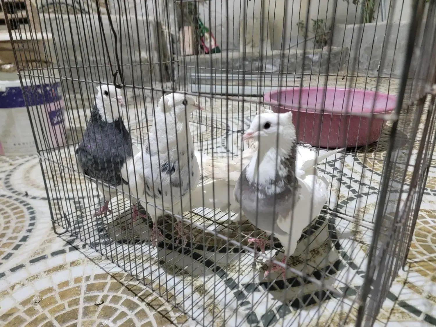 کبوتر|پرنده|ایلام, |دیوار