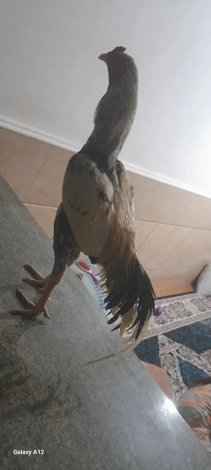 خروس لل|حیوانات مزرعه|میناب, |دیوار