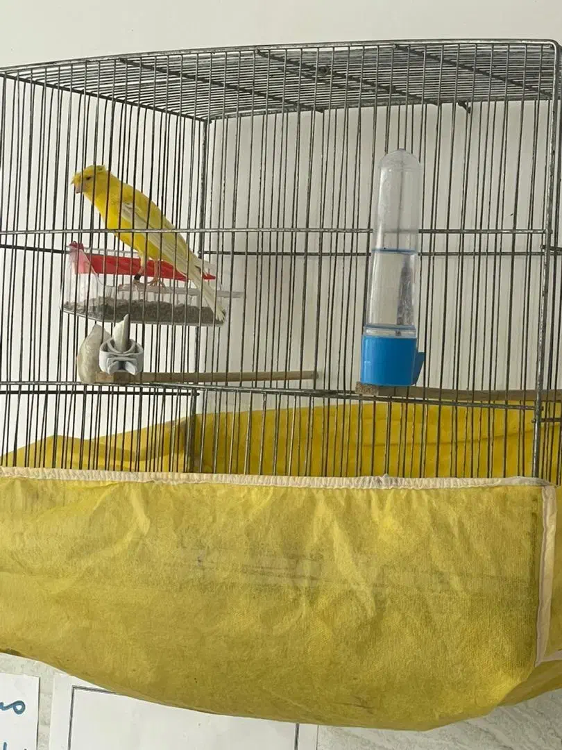 فروش قناری گلستر|پرنده|سنگر, |دیوار