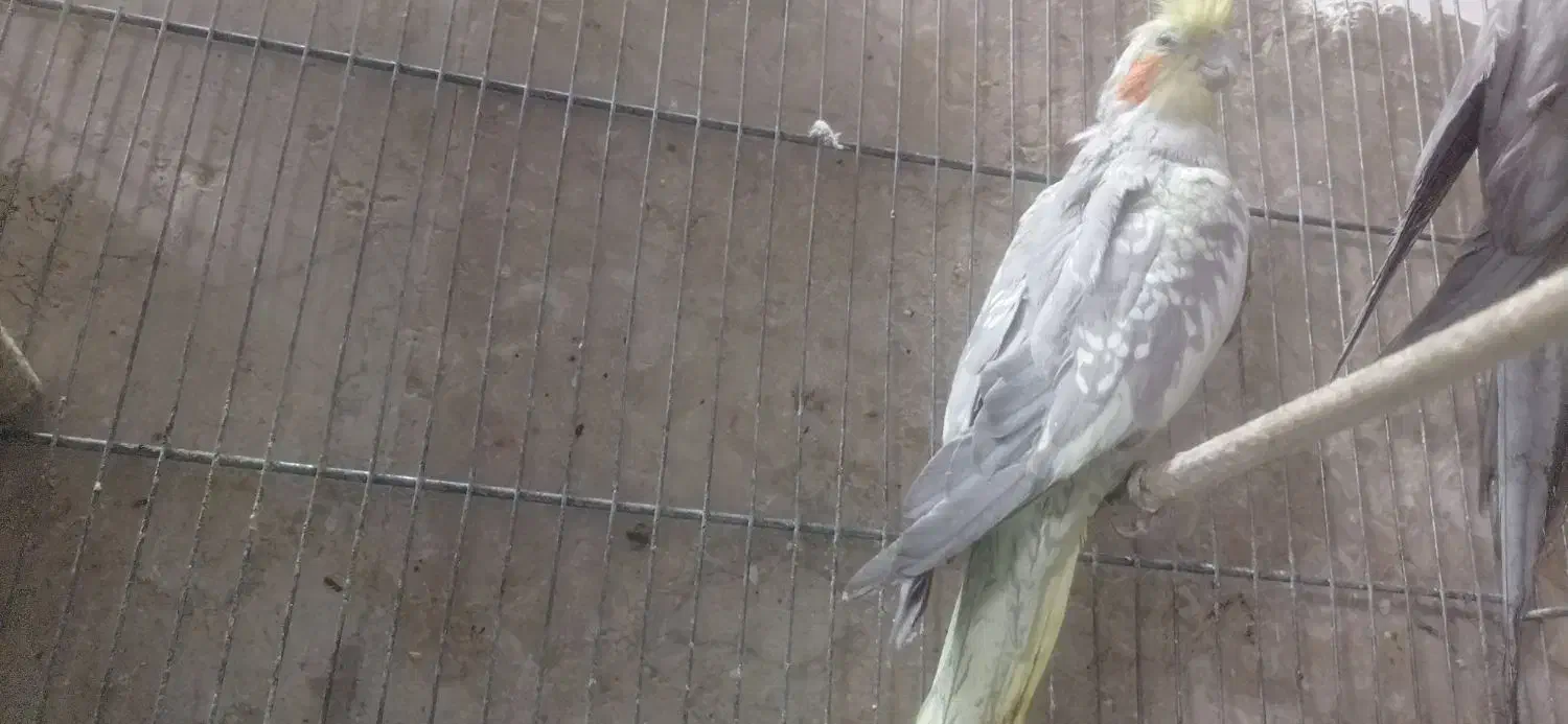 عروس هلندی|پرنده|قم, در بهشت|دیوار