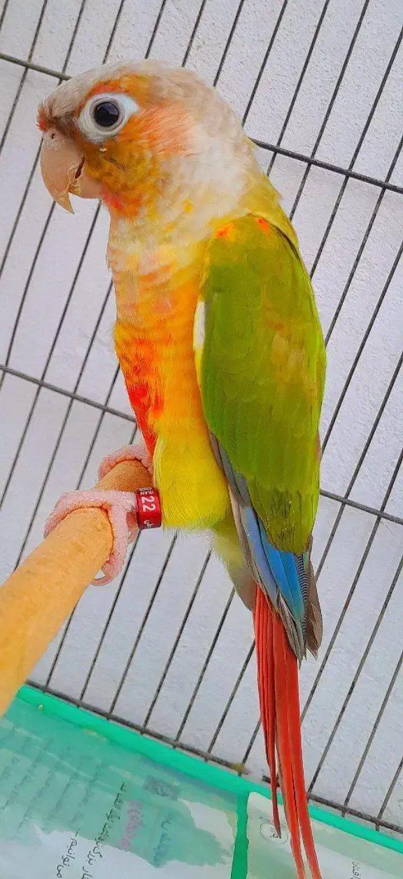 طوطی گرینچیک نر آماده به جفت/راهب/ملنگو/عروس/پرنده|پرنده|رشت, قاسمیه|دیوار