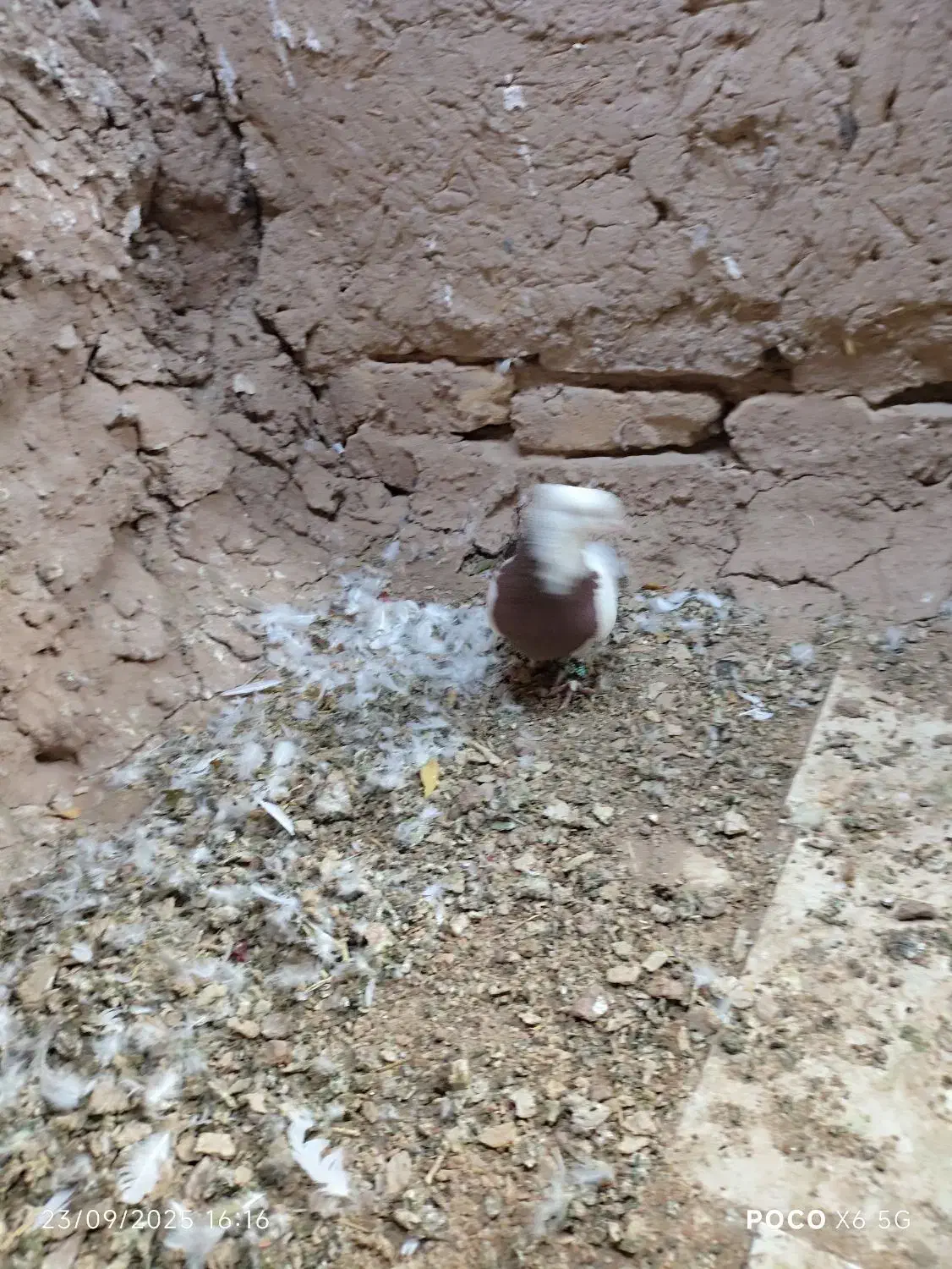 طوقی|پرنده|تربت‌حیدریه, مسجد جامع|دیوار