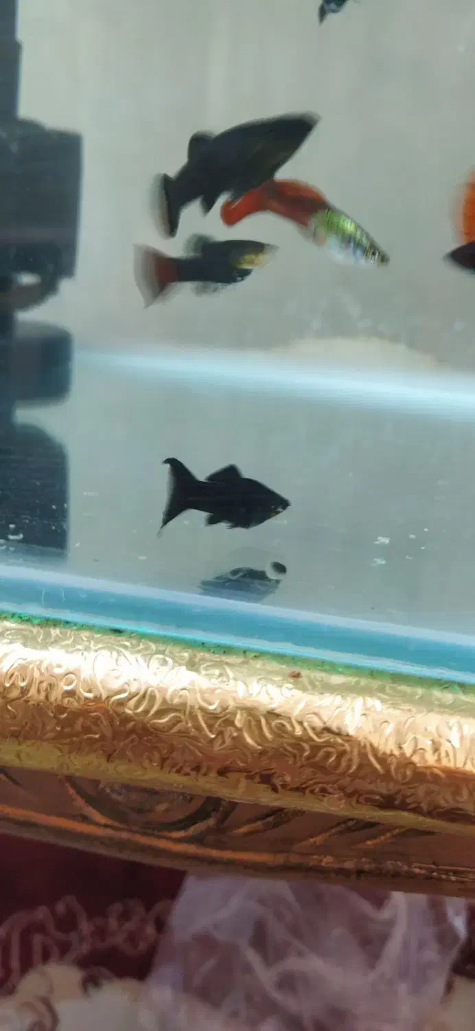 مولی دم شمشیری جفتی65|ماهی|پاکدشت, پاکدشت (مامازند)|دیوار