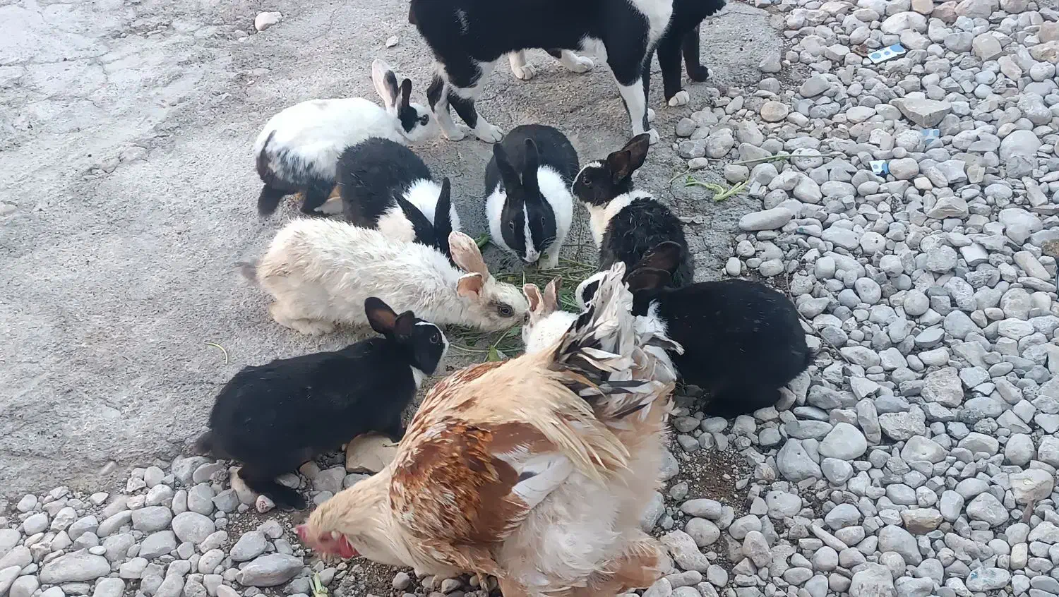 خرگوش|موش و خرگوش|دهدشت, |دیوار