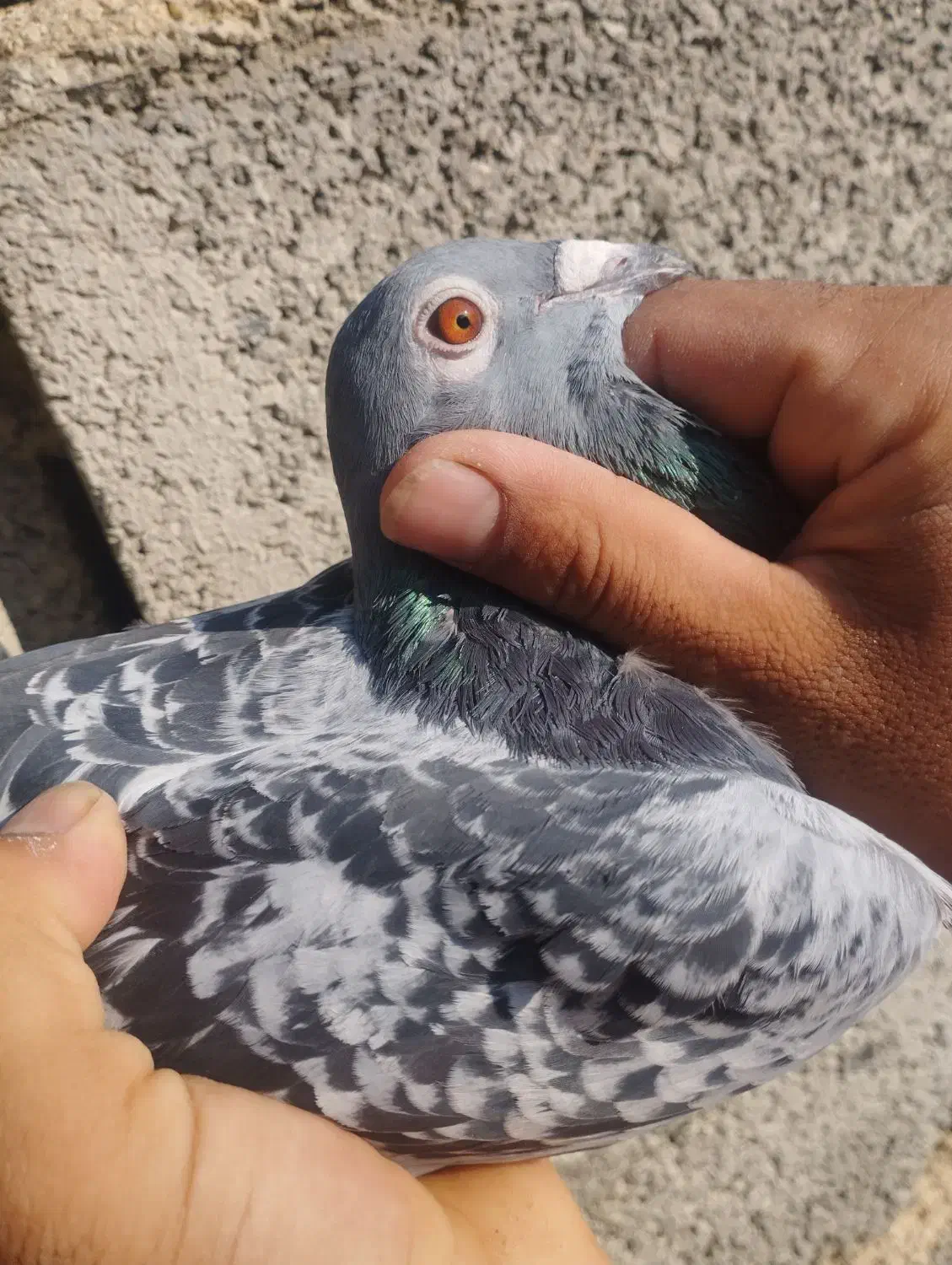 پلاکی گمشده|حیوانات|دورود, |دیوار