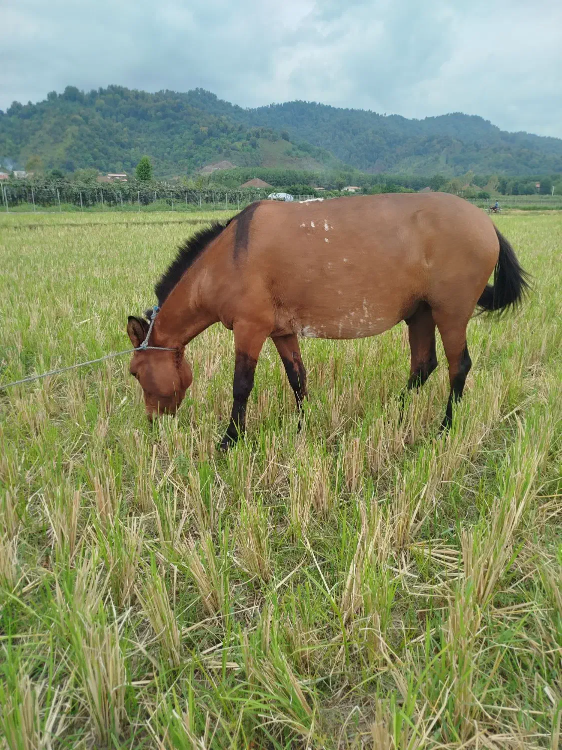 قاطر سال ۶ به ۷|اسب و تجهیزات اسبسواری|چوبر, |دیوار