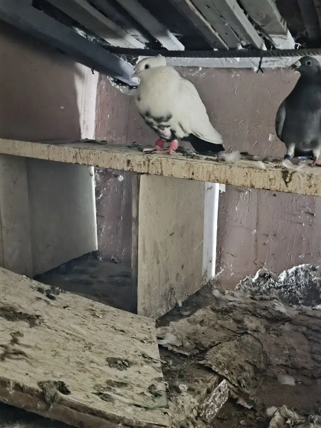 کبوتر رنگی|پرنده|اهواز, طالقانی|دیوار