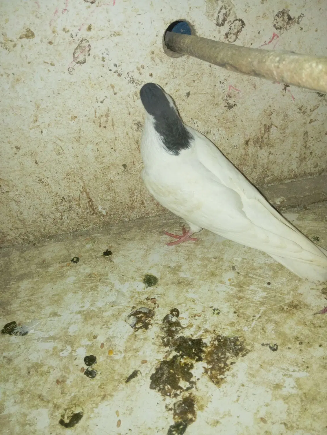 کفتر|پرنده|آمل, |دیوار