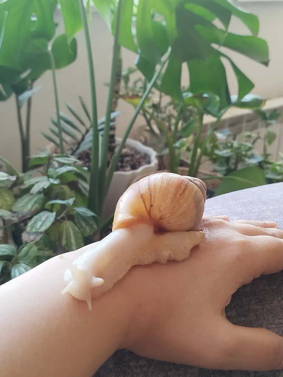 حلزون آچاتینا مولد|خزنده|تبریز, |دیوار