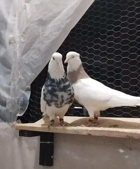 طوقی ، کبوتر ، پرنده|پرنده|پاکدشت, پاکدشت (مامازند)|دیوار