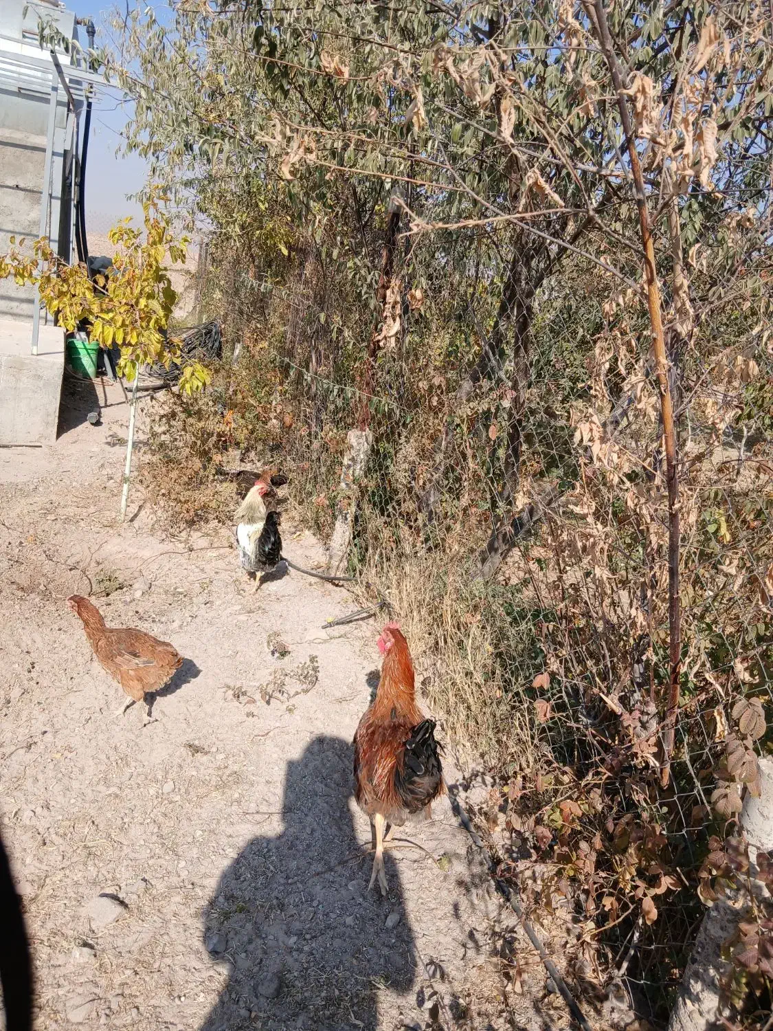 خروس|حیوانات مزرعه|محمدیه-قزوین, |دیوار