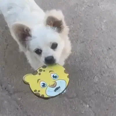 سگ پامرانین با وسایل ( خانگی ) شناسنامه دار|سگ|قائن, |دیوار