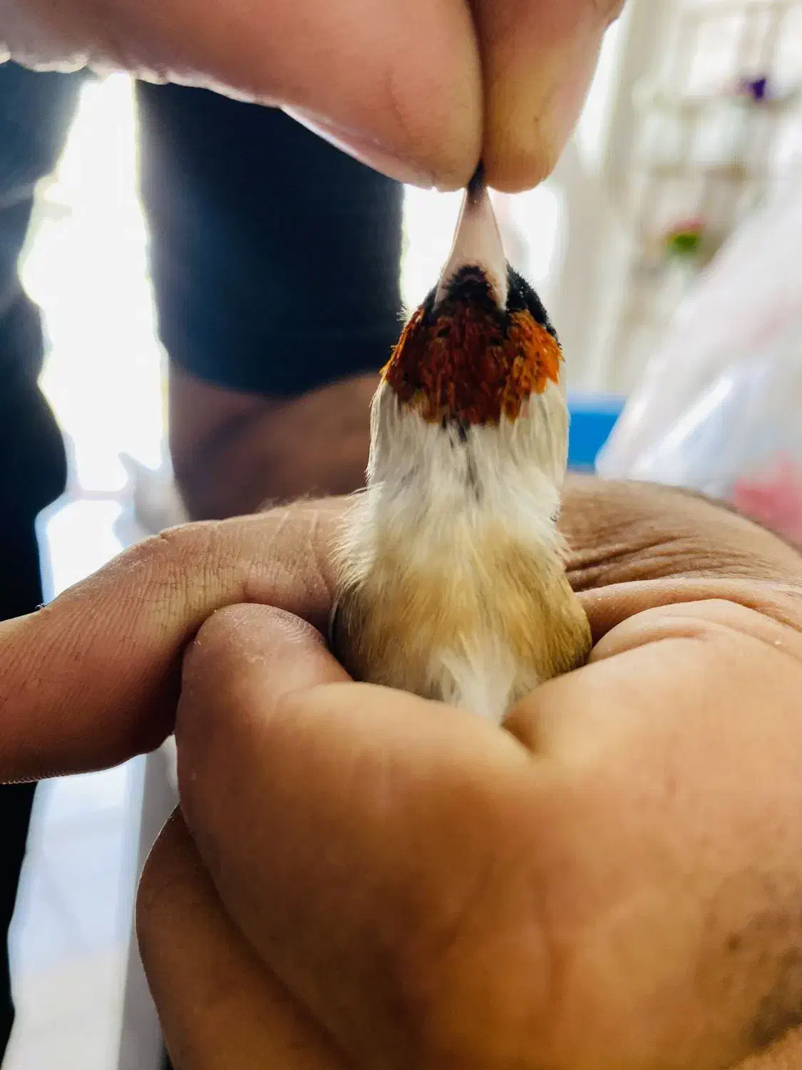 سهره سرسیاه گل بلند کرواتی|پرنده|قیروکارزین, |دیوار