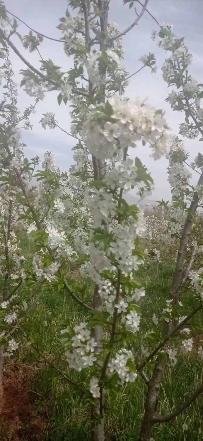 باغ آلبالو|فروش زمین و ملک کلنگی|تسوج, |دیوار