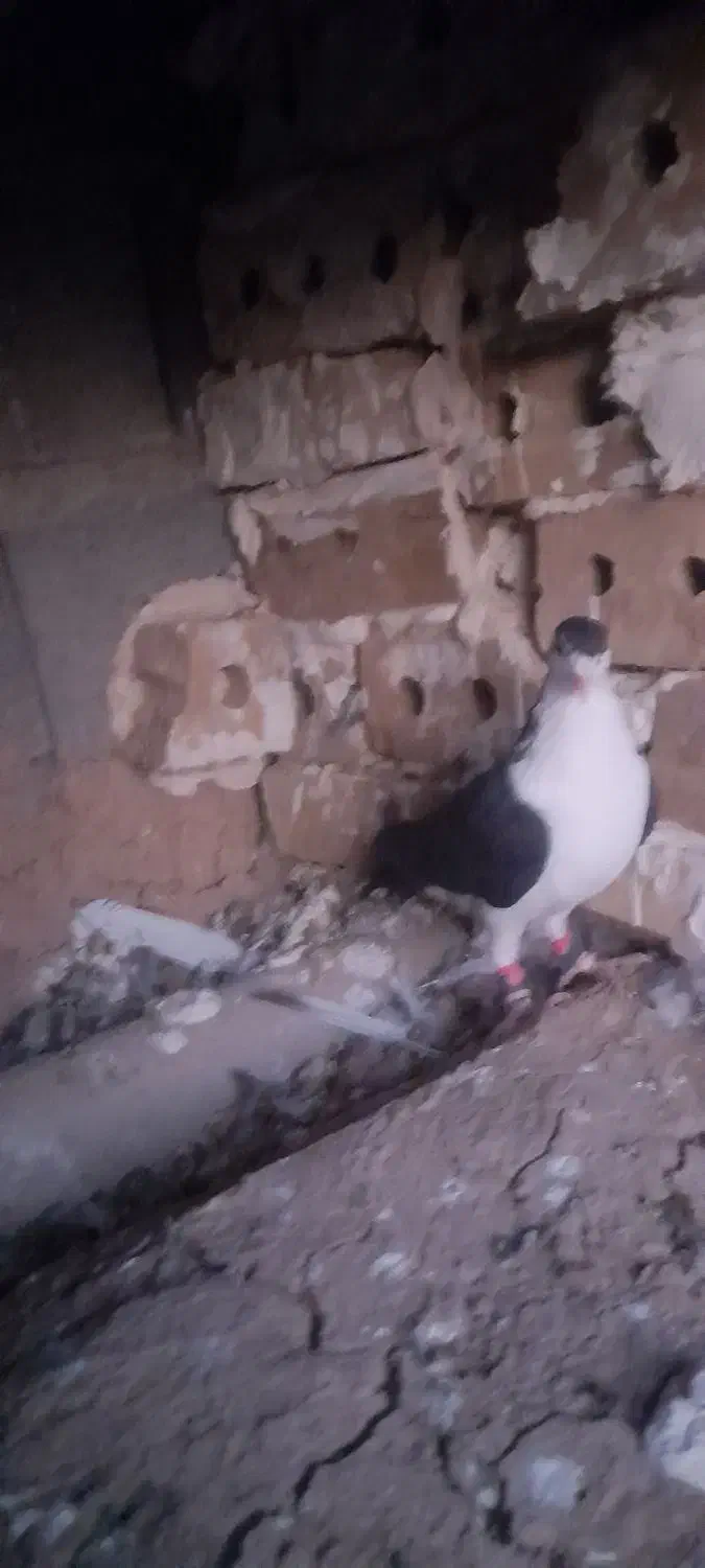 کفتر ساده دم کلاغ|پرنده|تایباد, |دیوار