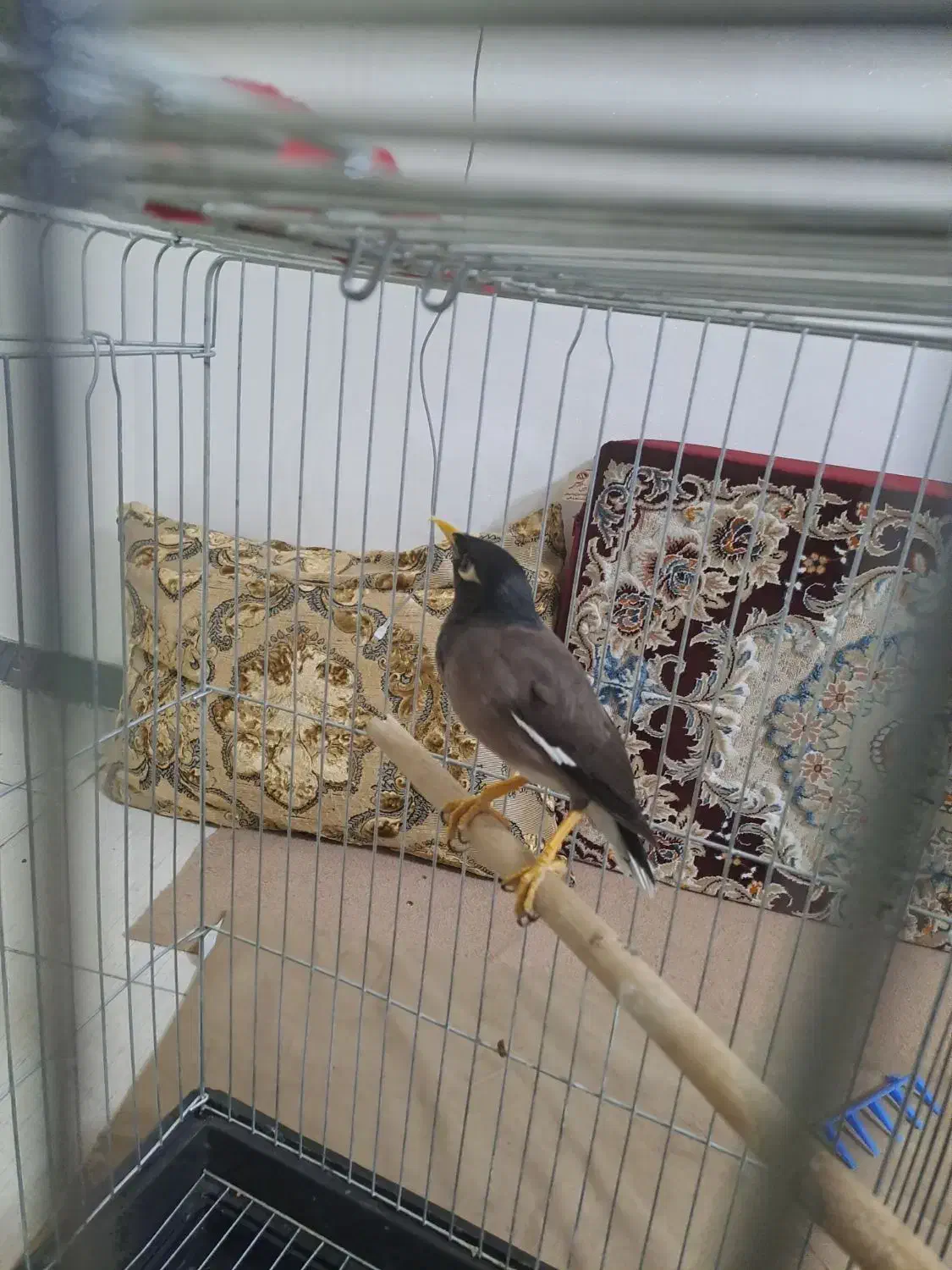 مرغ مینا|پرنده|اسلام‌شهر, صادقیه|دیوار