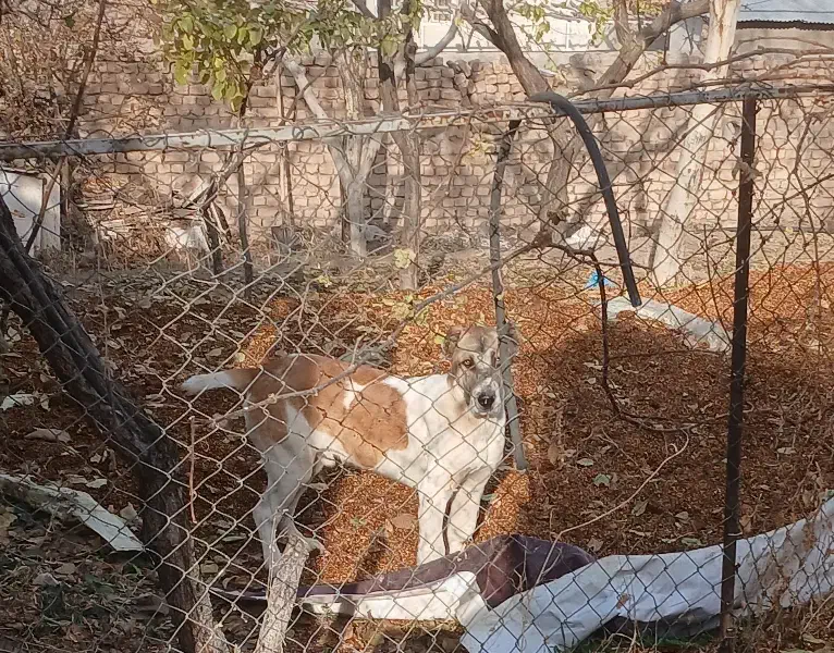 توله سگ|سگ|ساوه, |دیوار