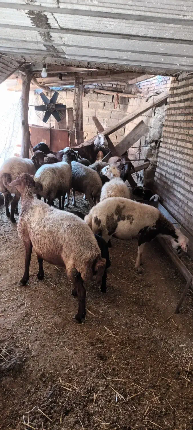 فروش گوسفند داشتی شیر کرده جوان|حیوانات مزرعه|رامیان, |دیوار