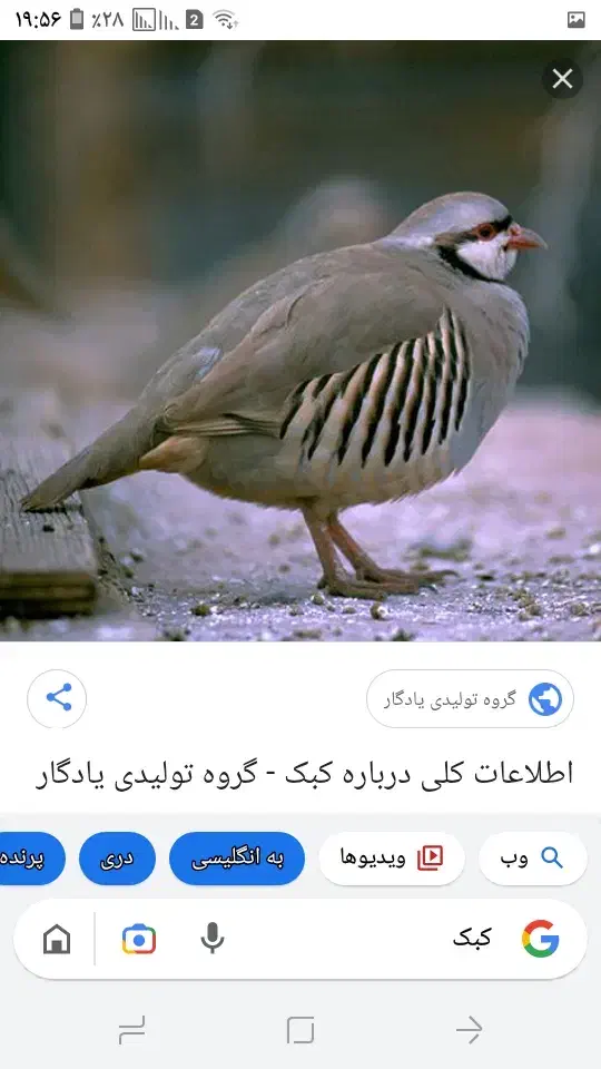 کبوتر|پرنده|صحنه, |دیوار