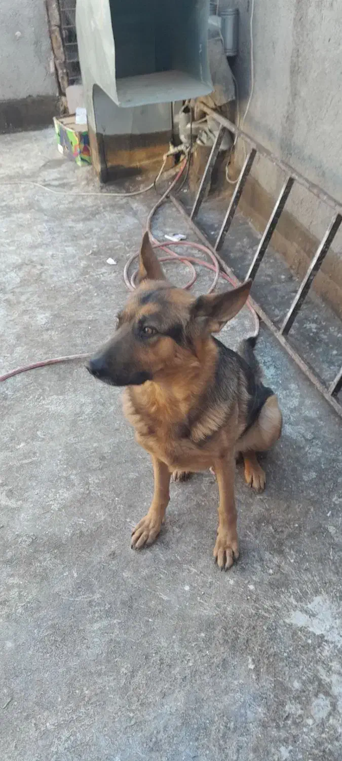 سگ ژرمن کینگ|سگ|مشهد, هفت تیر (نه دره)|دیوار