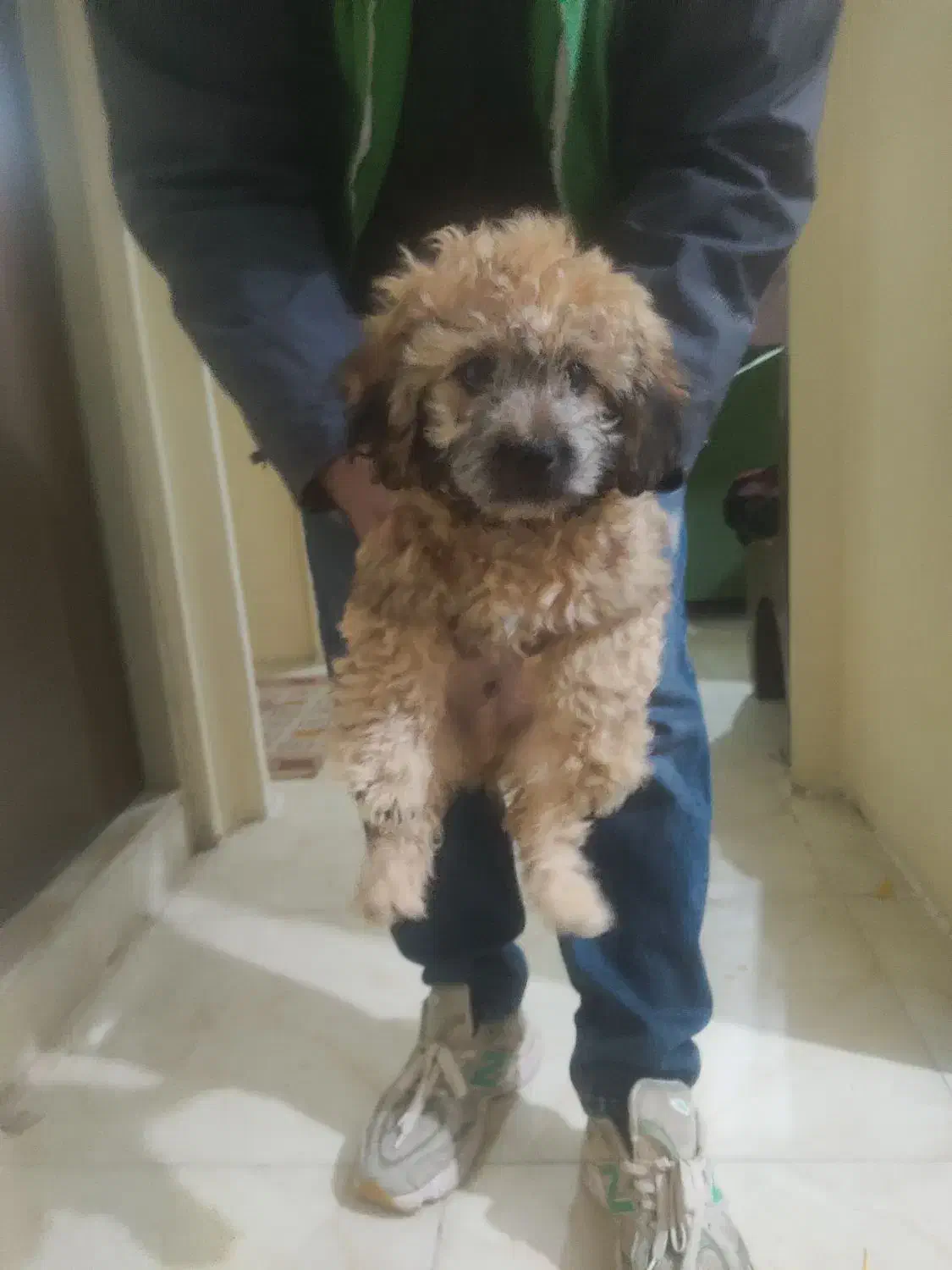 پودل دوماه فقط شش تومان فوری|سگ|اندیشه, اندیشه فاز ۵|دیوار