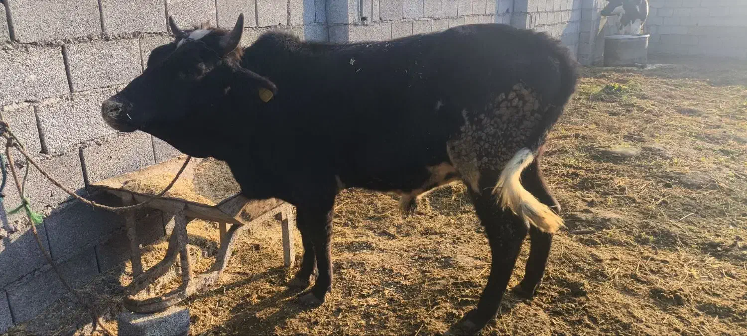 گوساله ای نر محلی|حیوانات مزرعه|خرم‌آباد (تنکابن), |دیوار
