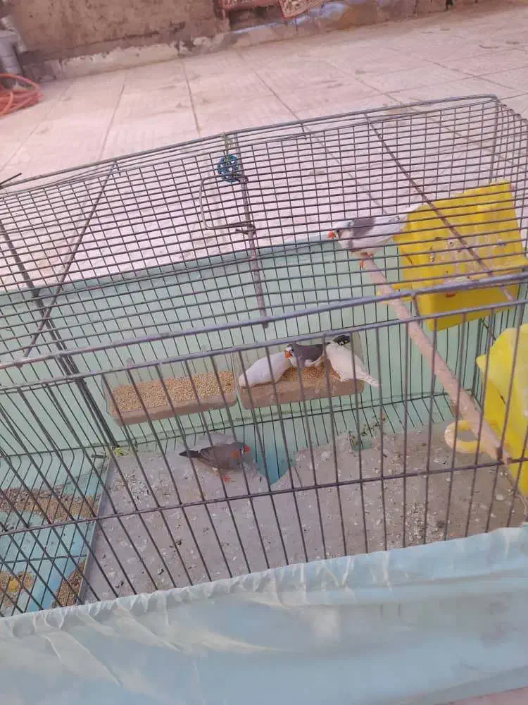 فنچ تخم گذار|پرنده|الیگودرز, |دیوار